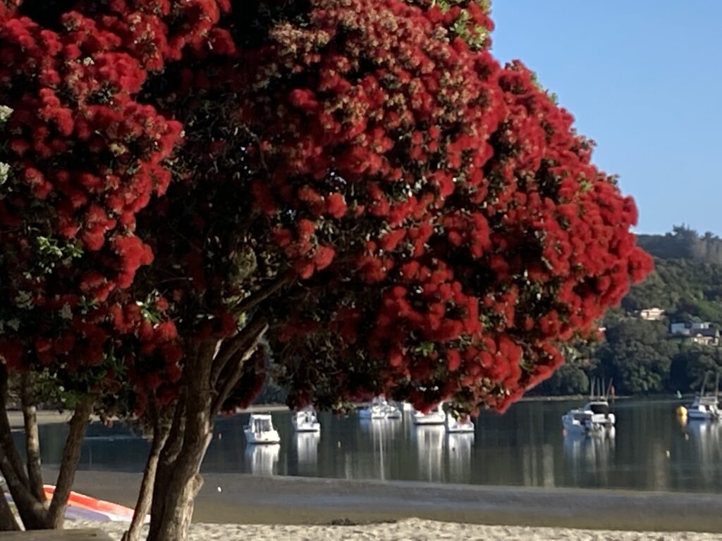 summer pohutukawa flowering