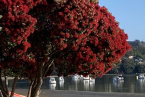 summer pohutukawa flowering